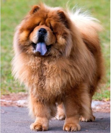 Chow Chow Dog 