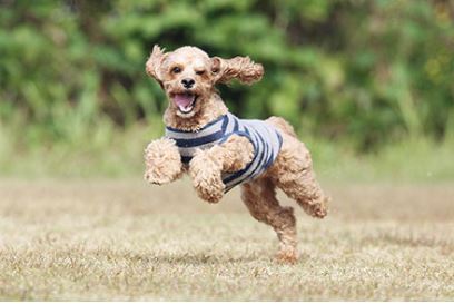 Cockapoo Dog