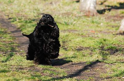 cocker spaniel dog