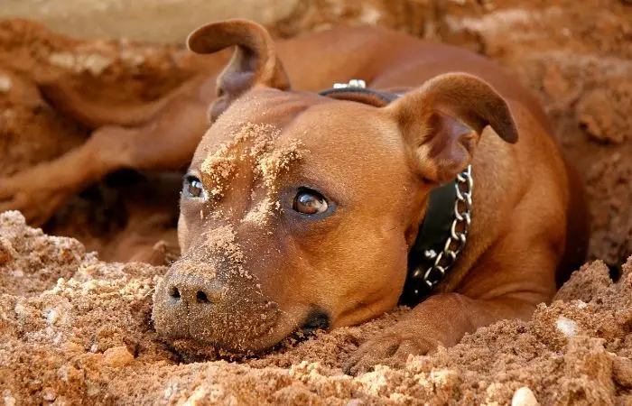 Staffies sitting with some common problems