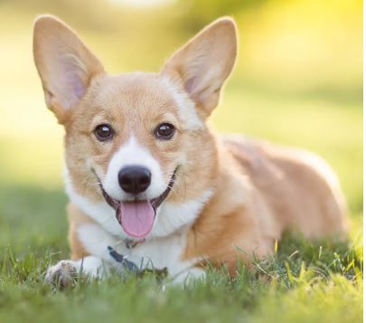 Corgi Dog breed