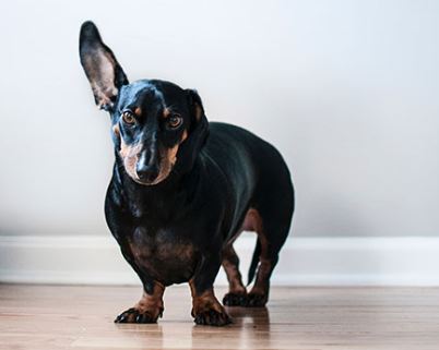 Dachshund Breed