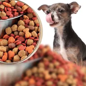 Dog Nutrition Image