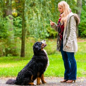 Dog Training Image