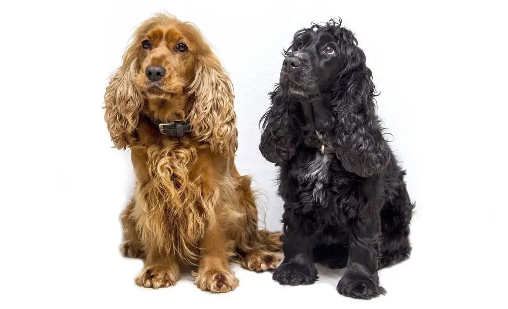 english-cocker spaniel dog looking