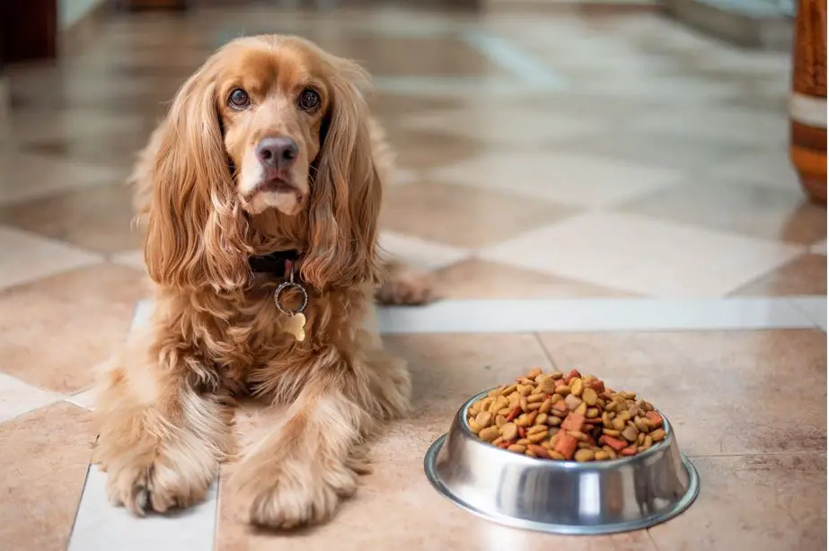 English-cocker-spaniel