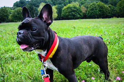 French Bulldog Breed