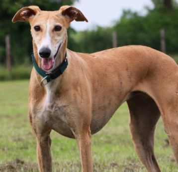 greyhound dog breed