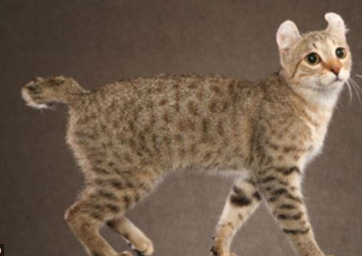 Highlander Cat Breed