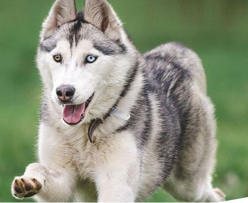 Husky Dog Breed