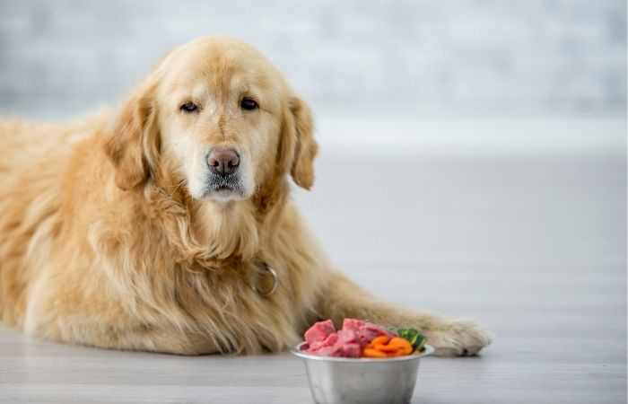 hypoallergic dog sitting and looking at food