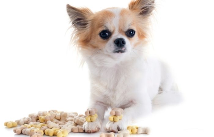 hypoallergenic dog looking at food