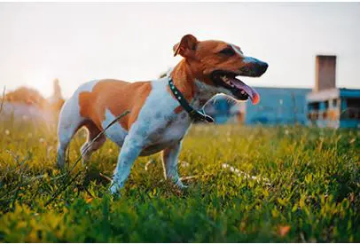 Jack Russel Terrier Breed