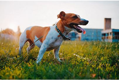 Jack Russel Terrier Breed