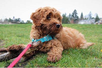 labradoodle dog breed