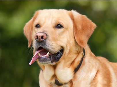 Labrador retriever dog