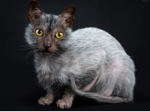 Lykoi Cat