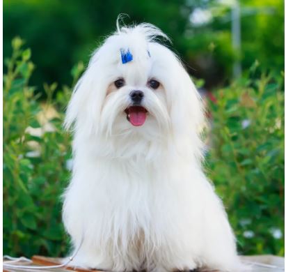 Maltese Dog breed