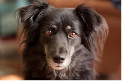 mixed breed Dog