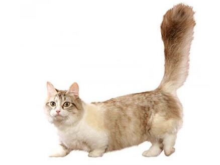 Munchkin Cat breed