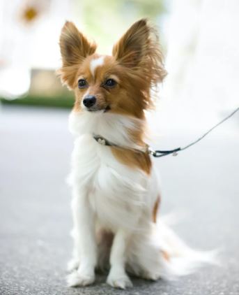 Papillon Dog