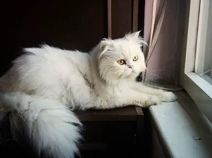 Persian cat image