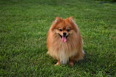 Pomeranian Dog