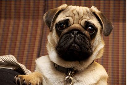 Pug Dog Breed