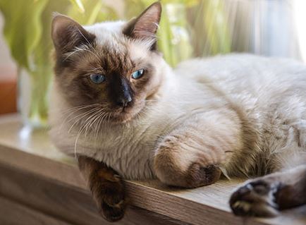 Ragdoll Cat Breed