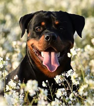 Rottweiler Dog