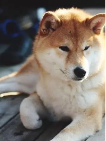 Shiba Inu dog