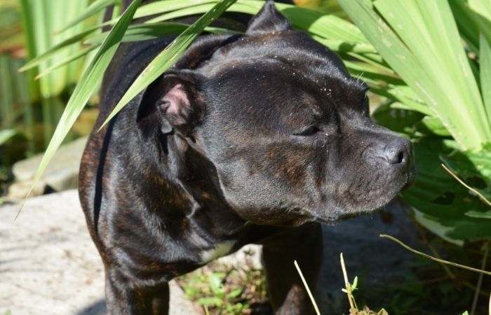 Staffies Looking with common problems