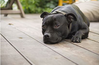 Staffordshire bull terrier breed