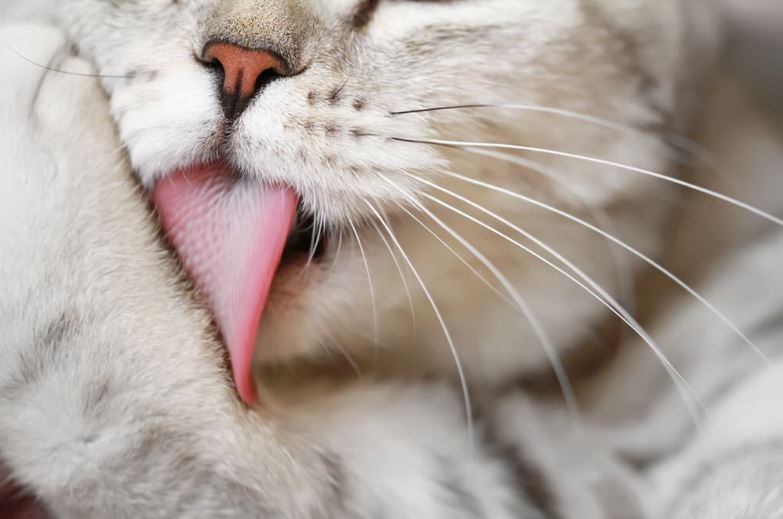 Cat licking pillow