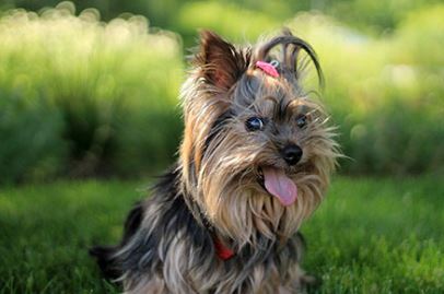 Yorkshire Terrier Dog