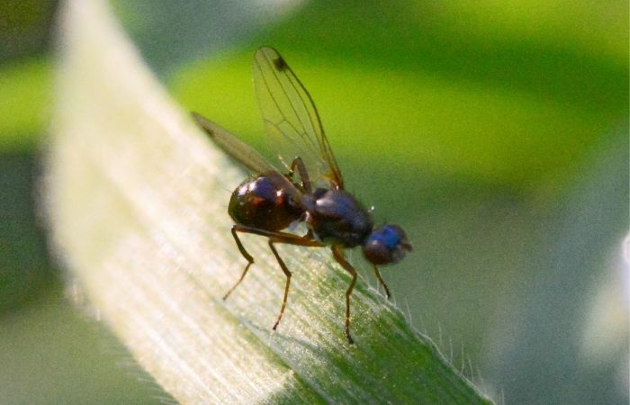 midges dangerous to dogs