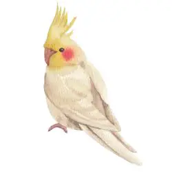 Cockatiel Bird Breed