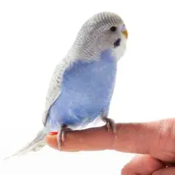 Parakeet Bird 