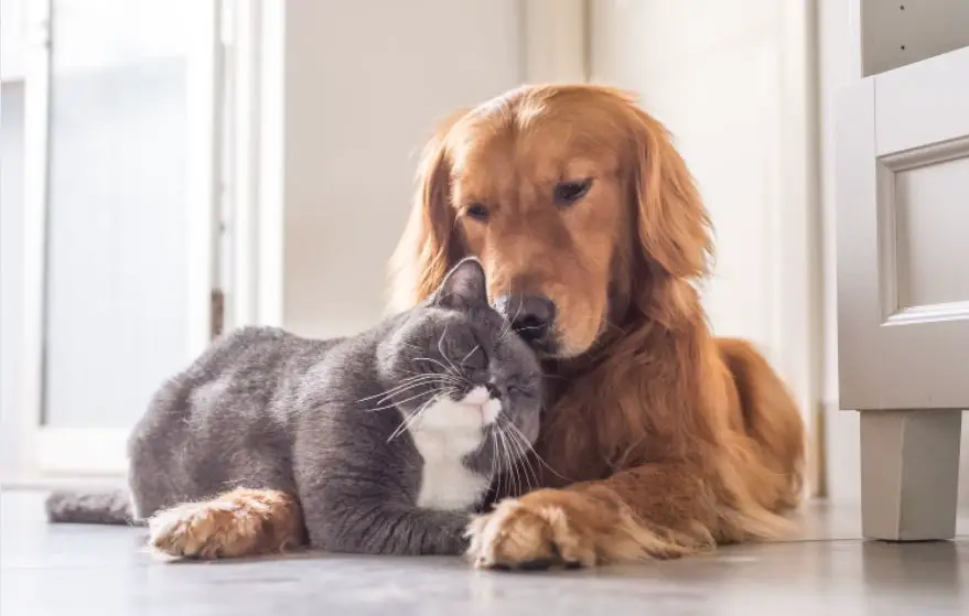 Why Does My Dog Bite Cats Neck