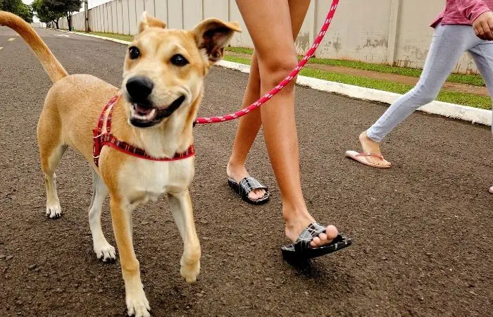 Can I walk my puppy on concrete?