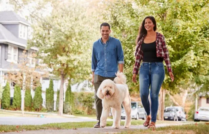 couple walking with dogs on concrete