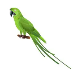 Parrot Bird Breed