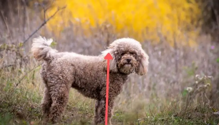 standard poodle size and height measurement