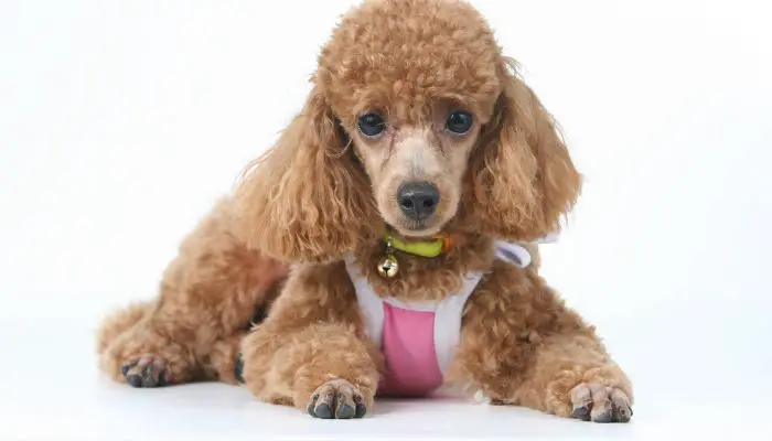 How can I tell if my Poodle is pregnant