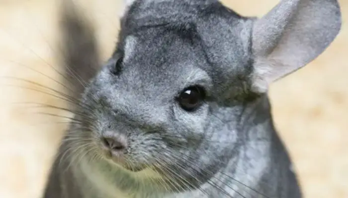 Chinchillas Get Fleas From Dogs