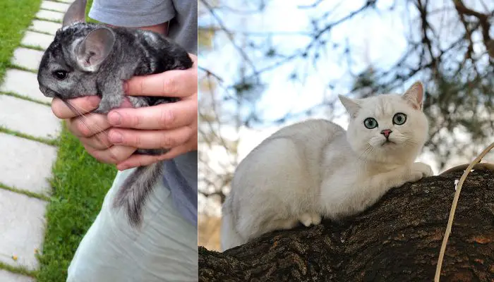 Chinchillas Get Fleas from Cats