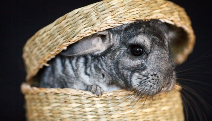 Chinchillas Get Rabies