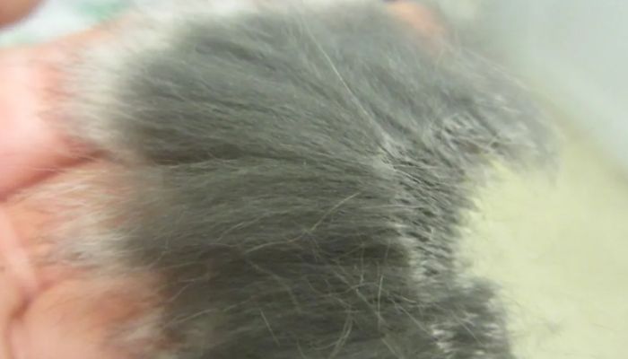 Signs of Parasites in Chinchilla Fur