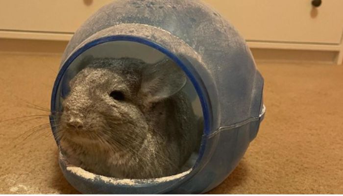 What Should You Do If Your Chinchilla Gets Wet