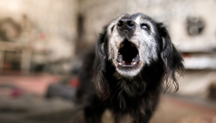 Dog Barking Hurt Your Ears